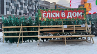 Эксперты советуют новосибирцам покупать ёлки в 20-х числах декабря