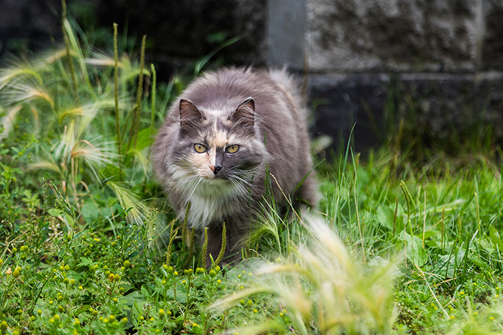 Жара начнёт возвращаться в Новосибирск в Маков день 16 июля