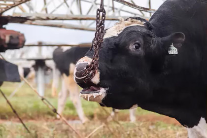 Диагноз «бешенство» подтвержден у КРС в новосибирской деревне Чаргары