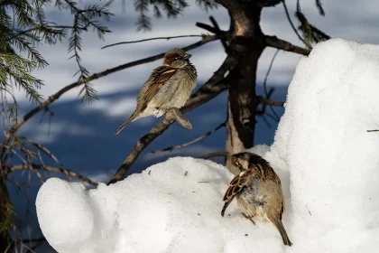 Новосибирские воробьи стали чирикать по-другому после переписи-2026