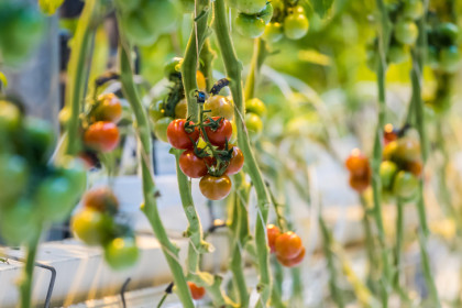 Помидоры и жвачка сильнее всего подорожали в Новосибирске осенью-2025