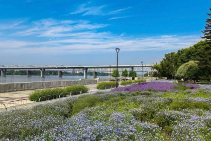 Дихондрой впервые украсят Новосибирск к лету-2026