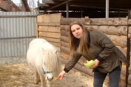 Животные голодают на пони-ферме в Новосибирске
