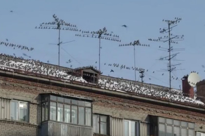 Хичкок на улице Гоголя: птицы захватили крышу пятиэтажки