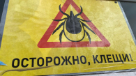 Клещи покусали 178 человек в Новосибирской области за неделю