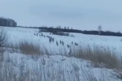 Лоси и косули массово вышли на трассы Новосибирской области по зову природы