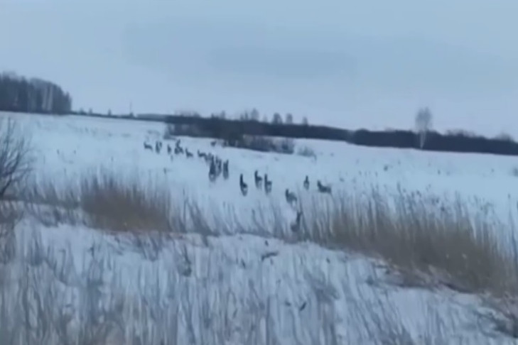 Лоси и косули массово вышли на трассы Новосибирской области по зову природы