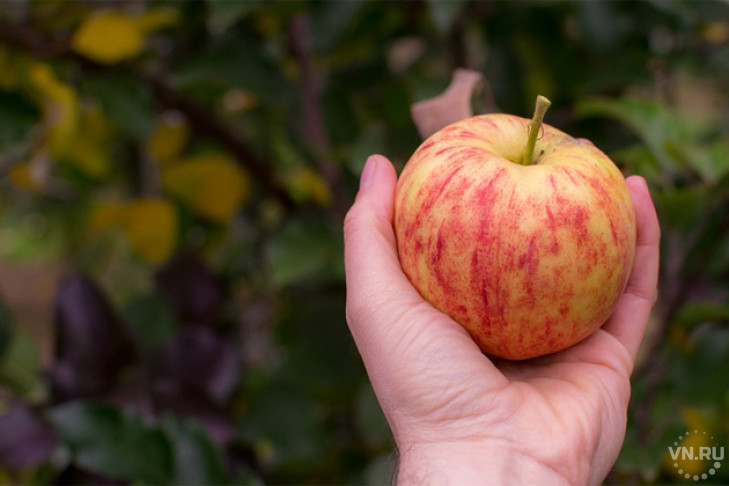 Яблочный Спас-2018 – история, традиции и особенности