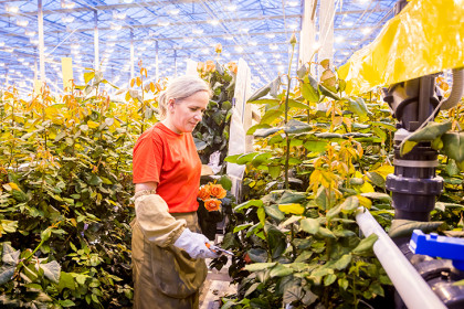 Профессиональные перетоки — новый тренд на рынке труда РФ