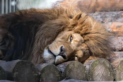 Новосибирский зоопарк сообщил о смерти льва Сэма