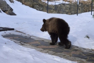 Маленький медвежонок поступил в госпиталь питомника «К9» в Иркутске