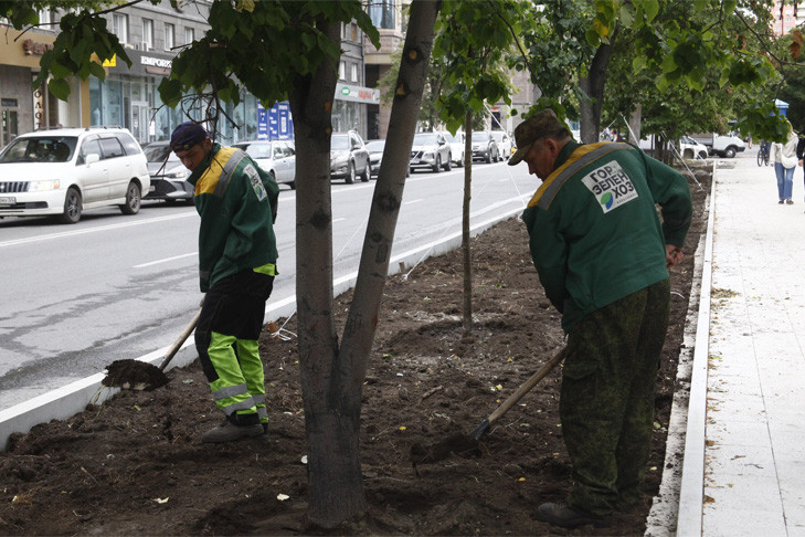 В Новосибирске восстанавливают липовую аллею в центре города
