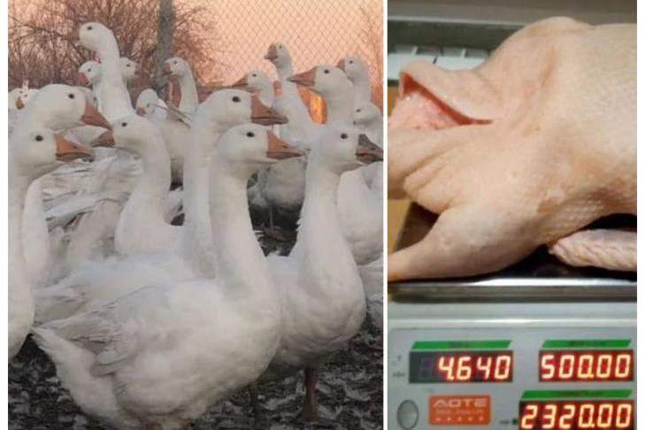 Гуси и утки-нелегалы по 500 за кило заполонили интернет накануне Нового года