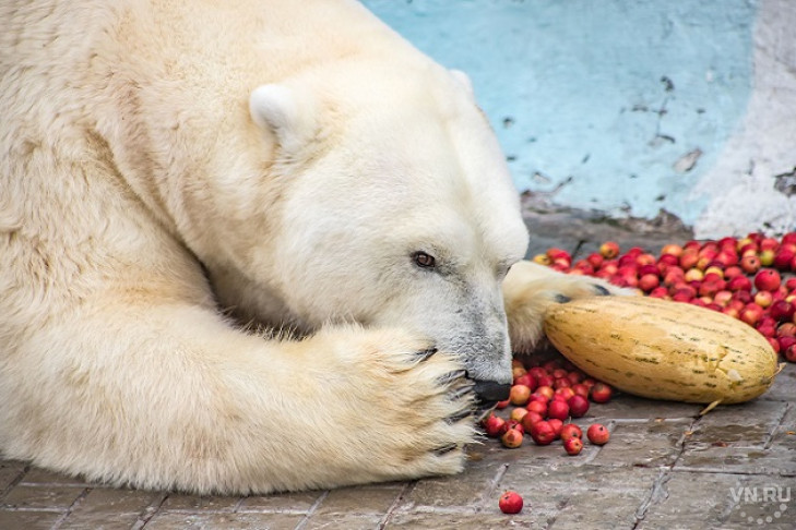 17 тонн овощей принесли дачники животным зоопарка в Новосибирске