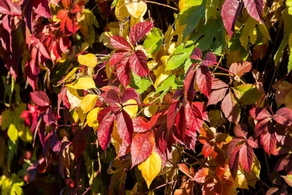 В Новосибирске потеплеет на 14 градусов в день Арины Шиповницы 1 октября