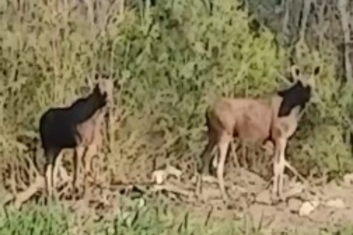 Лосята без матери вышли к дачникам у озера Медвежье под Новосибирском