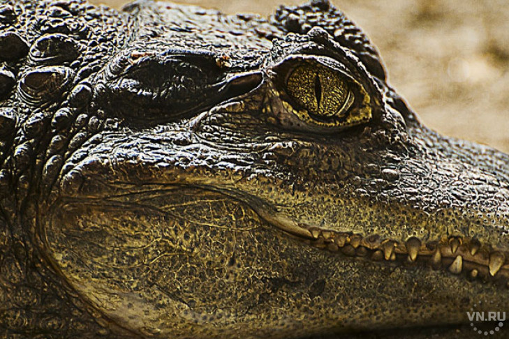 Крокодила для личного пользования пытался ввезти новосибирец