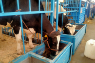 Изъятие и забой скота в Новосибирской области стали темой федеральной повестки