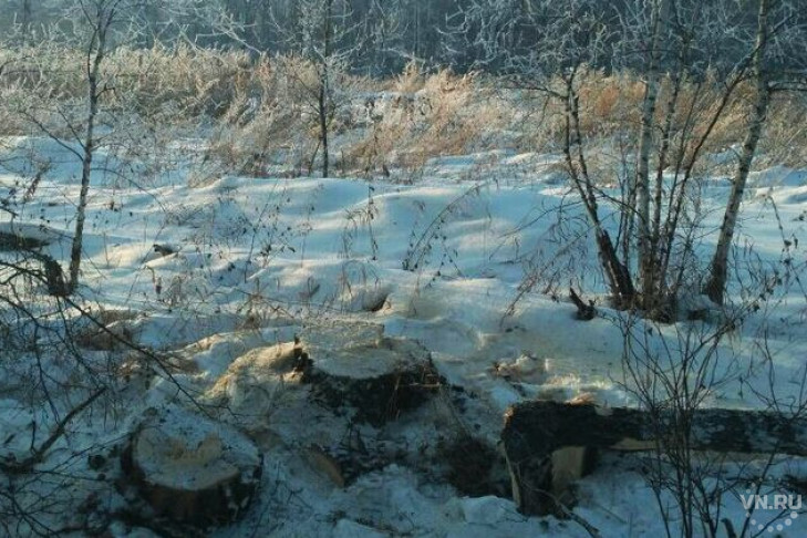 Черные лесорубы оставили без света поселок в Тогучинском районе 