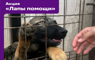 В Бердске продолжается акция «Лапы помощи» для животных приюта «Надежда»