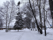 Потеплеет до минус 6 градусов в середине недели с 22 декабря в Новосибирской области