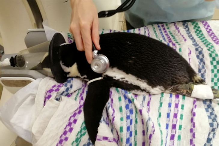 Пингвин с нервным расстройством приехал лечиться из Красноярска в Новосибирск