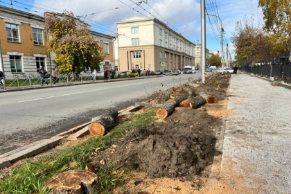 Сорок яблонь спилили на улице Советской у Первомайского сквера Новосибирска