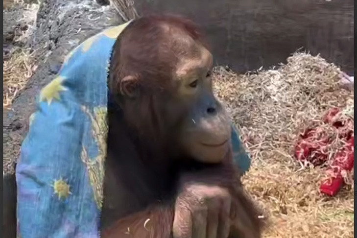 Новосибирский орангутан Матику подружился в Москве с 30-летней гиббоном Лизой