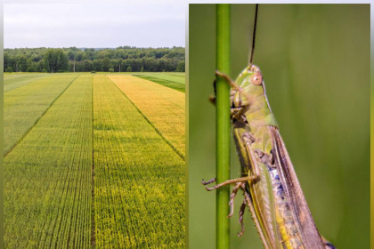 Риски нашествия саранчи в Новосибирской области летом-2025 оценил министр Шинделов