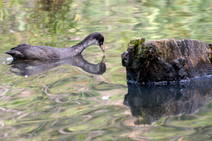 Птицу, бегущую по воде, заметили жители Академгородка