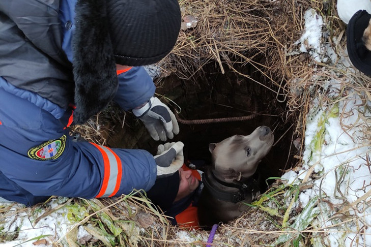 Дама с собачкой провалилась в глубокий колодец под Новосибирском