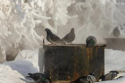 Скачок на 30 градусов: названа дата резкого потепления в конце января-2026 в Новосибирске