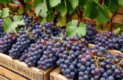 Россельхознадзор не пропустил опасные томаты и виноград в Новосибирскую область