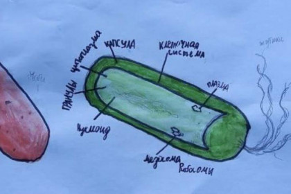 Портрет палочки Коха нарисовали дети с туберкулезом в Новосибирске