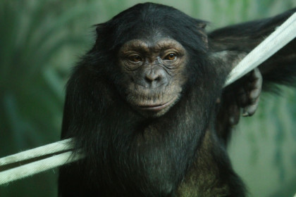 Три основных симптома оспы обезьян назвали ученые