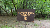Клещи покусали 760 жителей Новосибирской области за неделю