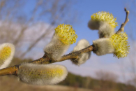 Новосибирская область ощутит первую оттепель уже 6 февраля 2026