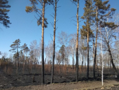 Прокуратура Новосибирской области предупреждает об ответственности за поджог леса