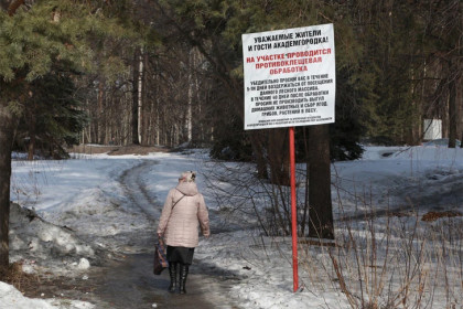 Сезон укусов открыт: в Новосибирской области клещи проснулись раньше обычного