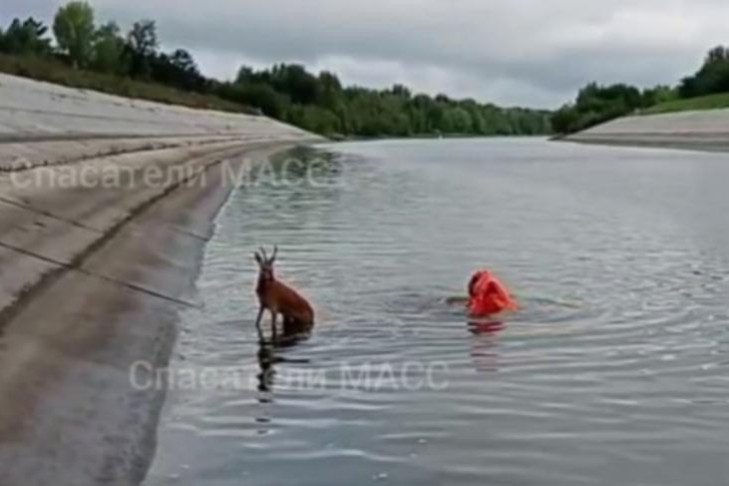 Сбежавших из леса косуль спасли от утопления в реке Обь в Новосибирске