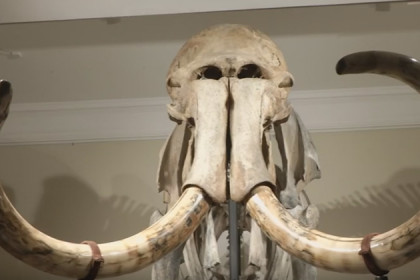 Лучший в России скелет мамонта нашли в Чановском районе