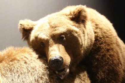 Новосибирские охотники добыли каждого четвертого медведя из числа опасных