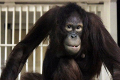  Орангутан Бату девять лет ждал красавицу-невесту Мишель 