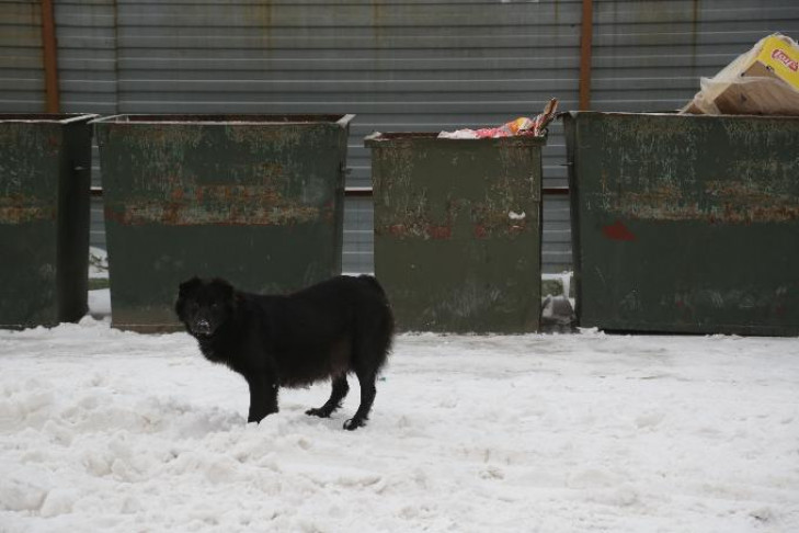 СКР рассказал о состоянии мальчика, истерзанного собакой в Бердске