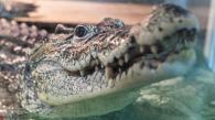 Крокодил Кузя из Новосибирска отправится на Кубу для сохранения вида