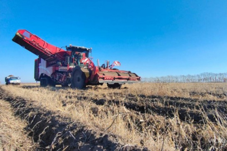 Аграрии Новосибирской области впервые за десятилетие намолотили 3 млн тонн зерна