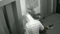 Вандал сломал красивую ель во дворе жилого дома в Новосибирске