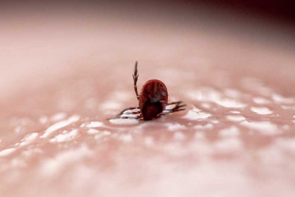 Три клеща успели покусать жителей Новосибирской области весной-2026