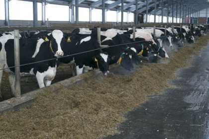 Коровы голодают в поселке Петровский из-за конфликта бизнесменов