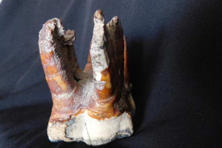 Зуб первобытного гиганта откопала жительница Кыштовки